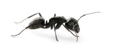 Ant Control Aurora
