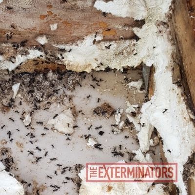 ants inspection
