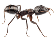 carpenter ant control aurora