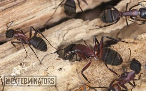 carpenter ant exterminator aurora