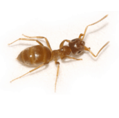 citronella ant control aurora