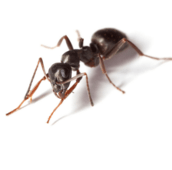 pavement ant exterminator aurora
