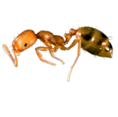 pharaoh ant control aurora